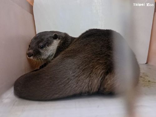 小爪水獺「香橙」遠赴紐西蘭！臺北市立動物園參與國際保育交流，守護瀕危物種未來